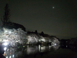 夜桜.jpg